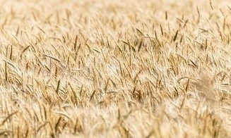Сейм Польши призвал ЕС наложить эмбарго на ввоз продуктов из Беларуси и России