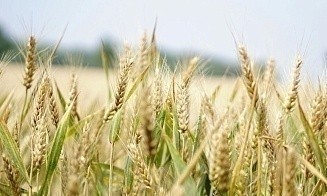 МАРТ установил картельный сговор на рынке средств защиты растений