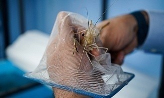 «Вложил больше миллиона рублей». Как под Ляховичами выращивают белорусских креветок