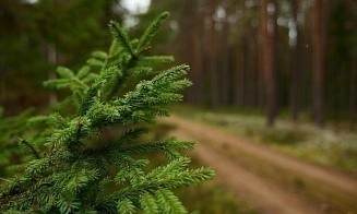 Почти во всех лесах Беларуси — ограничение или запрет на посещение
