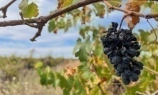 Австралийские фермеры вырубают виноградники из-за перепроизводства вина