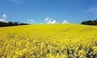 Доля рапса — 97%: в «Белгоспищепроме» рассказали о ситуации в масложировой отрасли