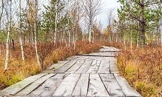 Вдали от городской суеты. Где в Беларуси самые живописные экологические тропы