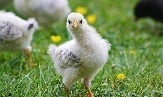 Производство сельхозпродукции в Беларуси снизилось по итогам мая