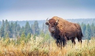 Минприроды направило жалобу в комитет Конвенции Эспо из-за забора в Беловежской Пуще
