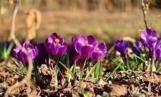 Когда снова «включат» весну? Прогноз погоды на новую рабочую неделю