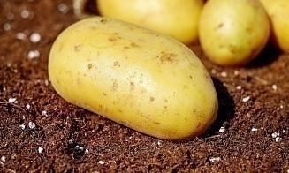 В Беларуси ввели лицензирование экспорта картофеля