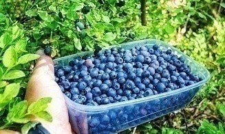 Белкоопсоюз рассказал, куда переориентировал экспорт ягод с рынка ЕС