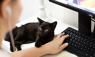 Исследование: белорусы работают эффективно только полдня