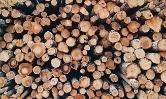 В 2026 году в Беларуси увеличат продажу древесины без биржевых торгов