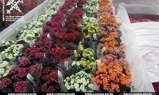 Какие цветы нелегально пытались ввезти в Беларусь накануне 8 Марта