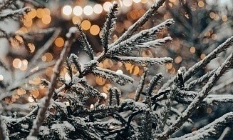 В Минлесхозе назвали цены на новогодние елки