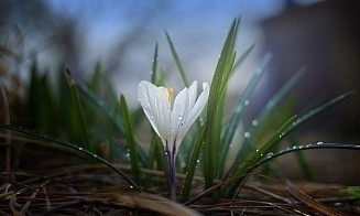 До плюс 25°С. Синоптики пообещали летнюю погоду в последние дни марта